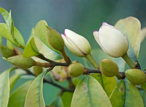 含笑花盆栽|FlowerPlus花加：含笑花的养殖攻略